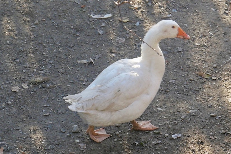 OSTERKRANZL MIT GANSFUSELEN